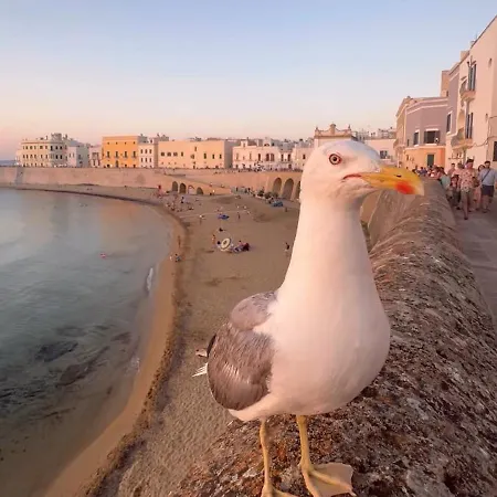 Zaira ヴィラ ガリポリ