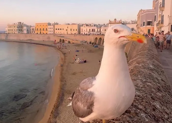 Zaira Willa Gallipoli